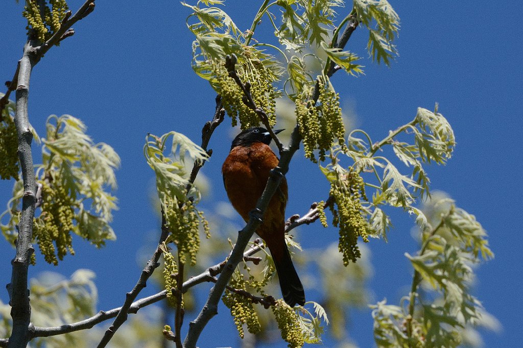 Oriole, Orchard, 2015-05136220 Parker River NWR, MA.JPG - Orchard Oriole. Parker River National Wildlife Refuge, MA, 5-13-2015